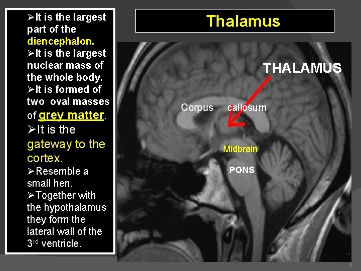 ØIt is the largest part of the diencephalon. ØIt is the largest nuclear mass