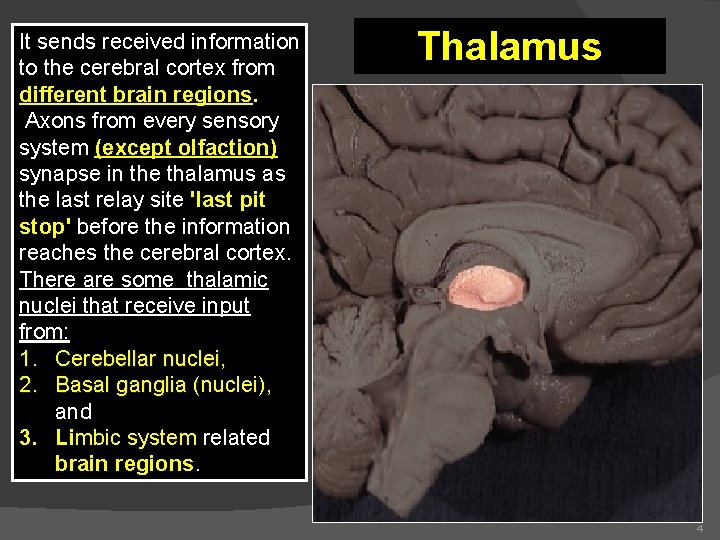 It sends received information to the cerebral cortex from different brain regions. Axons from