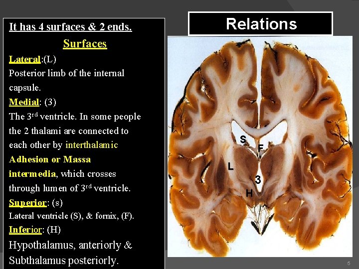 It has 4 surfaces & 2 ends. Relations Surfaces Lateral: (L) Posterior limb of