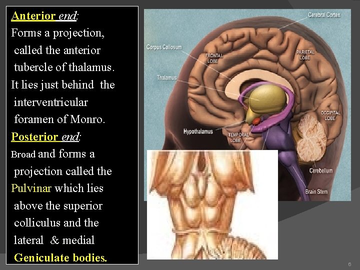 Anterior end: Forms a projection, called the anterior tubercle of thalamus. It lies just