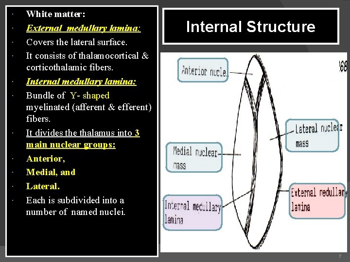  White matter: External medullary lamina: Covers the lateral surface. It consists of thalamocortical