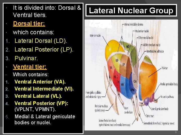  1. 2. 3. 4. 5. It is divided into: Dorsal & Ventral tiers.