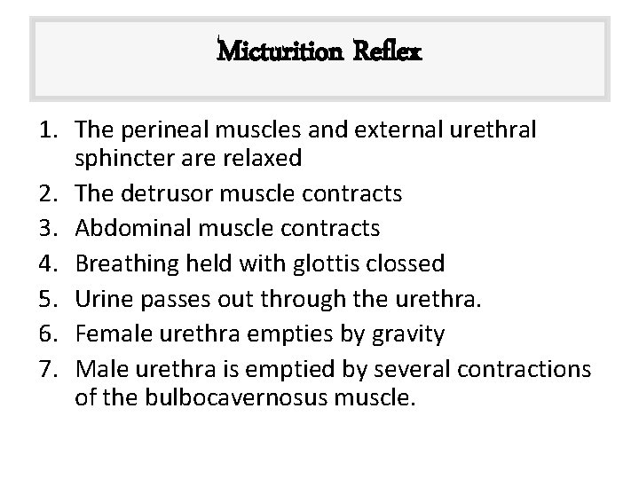 Micturition Reflex 1. The perineal muscles and external urethral sphincter are relaxed 2. The