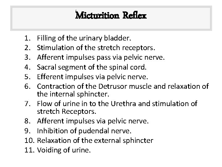 Micturition Reflex 1. 2. 3. 4. 5. 6. Filling of the urinary bladder. Stimulation