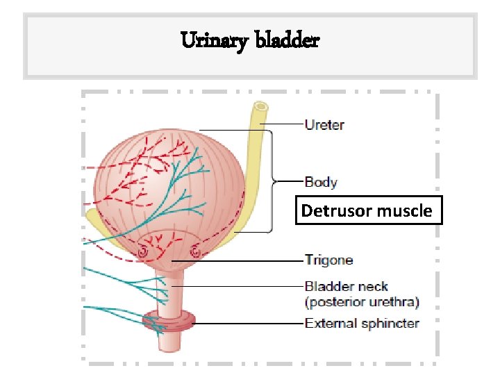 Urinary bladder Detrusor muscle 