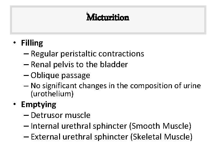 Micturition • Filling – Regular peristaltic contractions – Renal pelvis to the bladder –