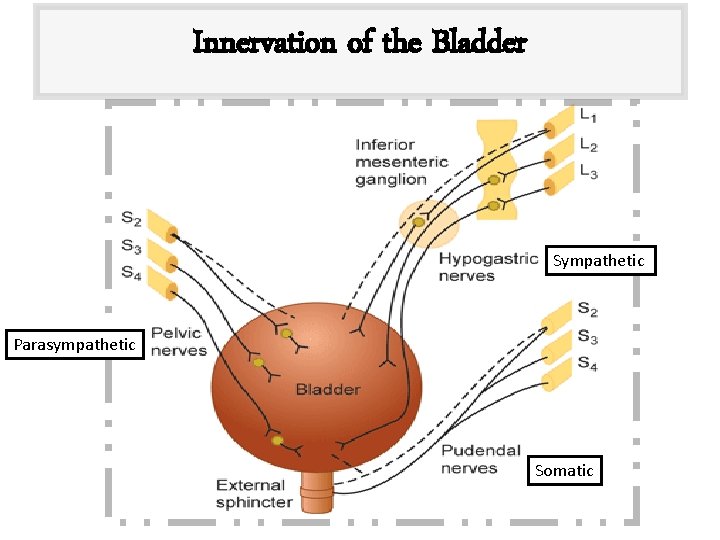 Innervation of the Bladder Sympathetic Parasympathetic Somatic 