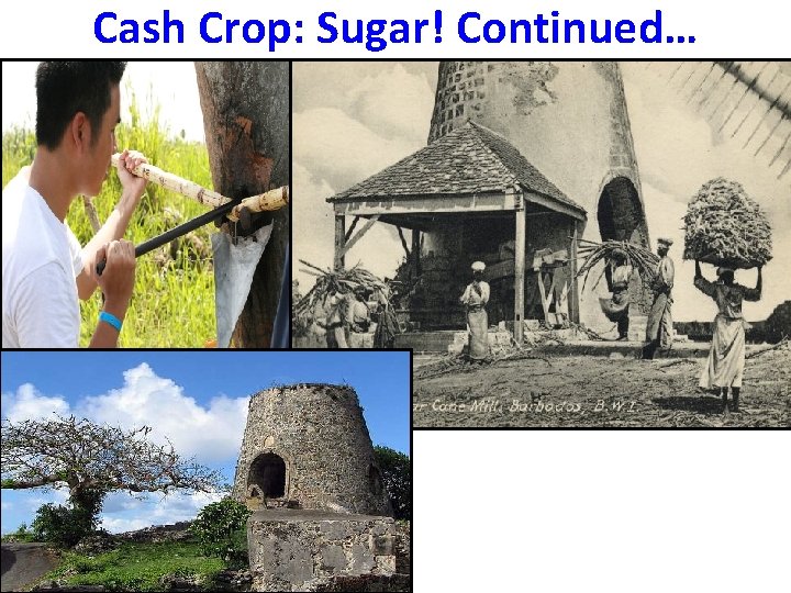 Cash Crop: Sugar! Continued… 