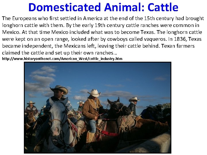 Domesticated Animal: Cattle The Europeans who first settled in America at the end of