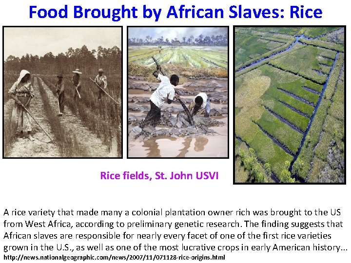 Food Brought by African Slaves: Rice fields, St. John USVI A rice variety that