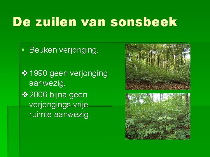 De zuilen van sonsbeek § Beuken verjonging. v 1990 geen verjonging aanwezig. v 2006