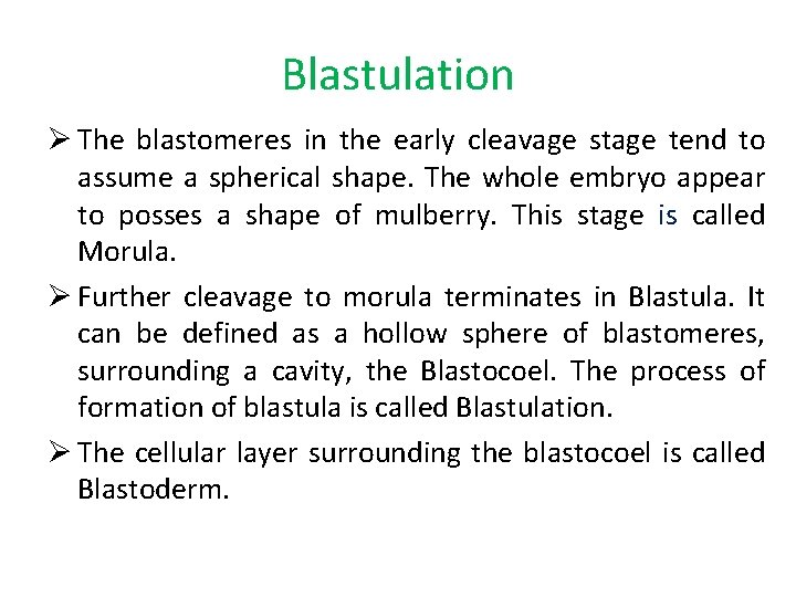 Blastulation Ø The blastomeres in the early cleavage stage tend to assume a spherical