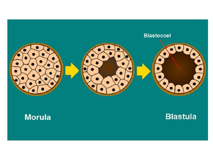 BLASTULATION AND ITS TYPES Dr Raju Thomas K
