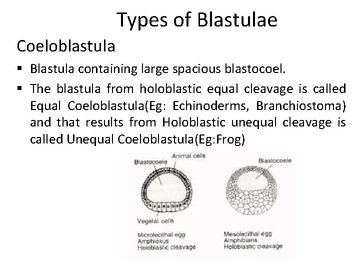 Types of Blastulae Coeloblastula § Blastula containing large spacious blastocoel. § The blastula from