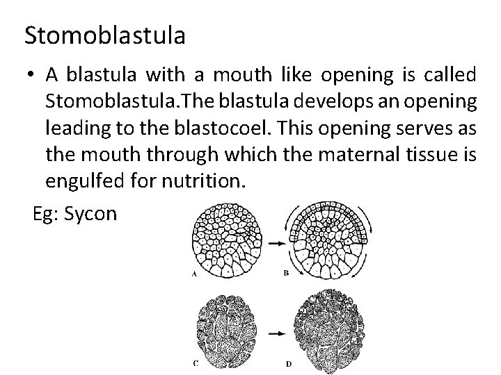 Stomoblastula • A blastula with a mouth like opening is called Stomoblastula. The blastula