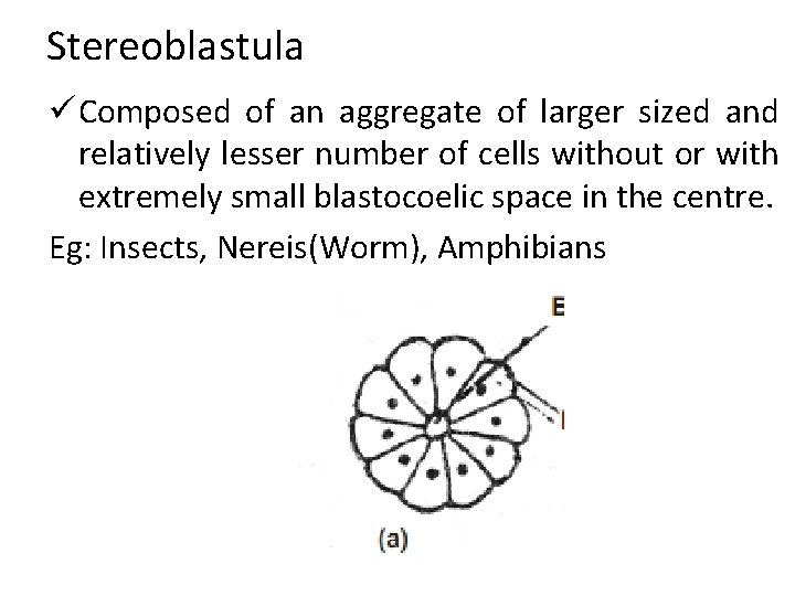 Stereoblastula ü Composed of an aggregate of larger sized and relatively lesser number of