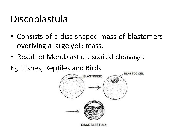 Discoblastula • Consists of a disc shaped mass of blastomers overlying a large yolk