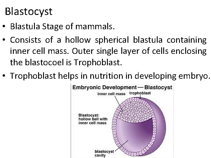 Blastocyst • Blastula Stage of mammals. • Consists of a hollow spherical blastula containing