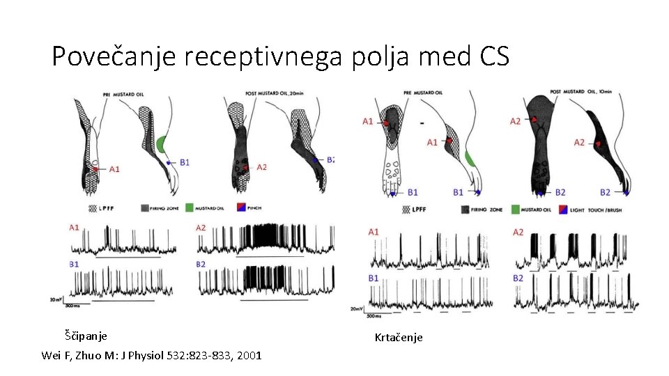 Povečanje receptivnega polja med CS Ščipanje Wei F, Zhuo M: J Physiol 532: 823