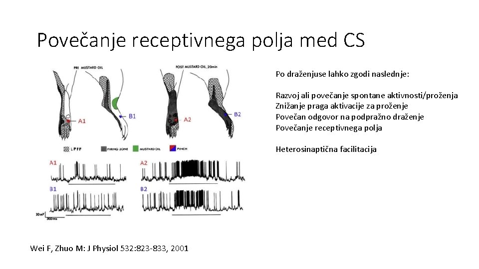 Povečanje receptivnega polja med CS Po draženjuse lahko zgodi naslednje: Razvoj ali povečanje spontane