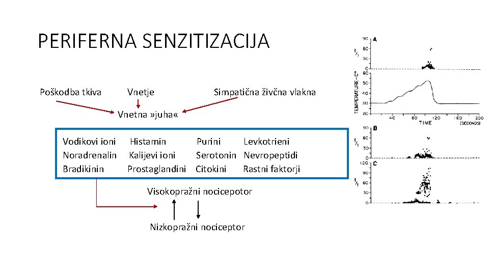 PERIFERNA SENZITIZACIJA Poškodba tkiva Vnetje Simpatična živčna vlakna Vnetna » juha « Vodikovi ioni