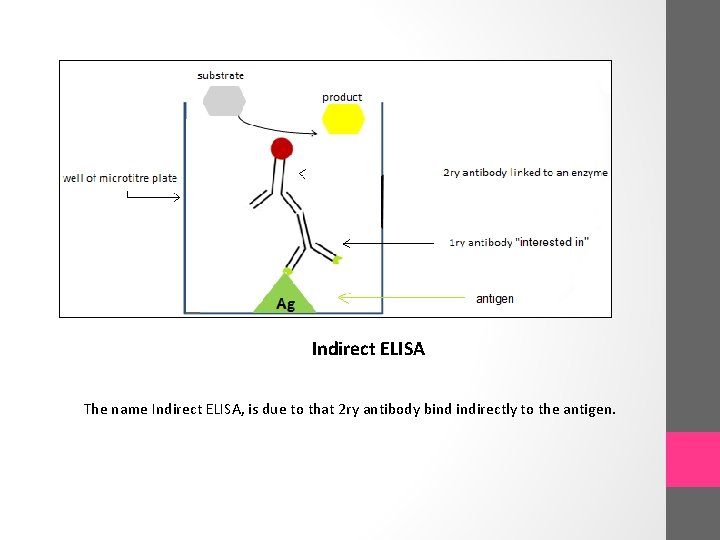 Indirect ELISA The name Indirect ELISA, is due to that 2 ry antibody bind