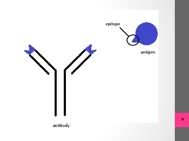 epitope antigen antibody * 