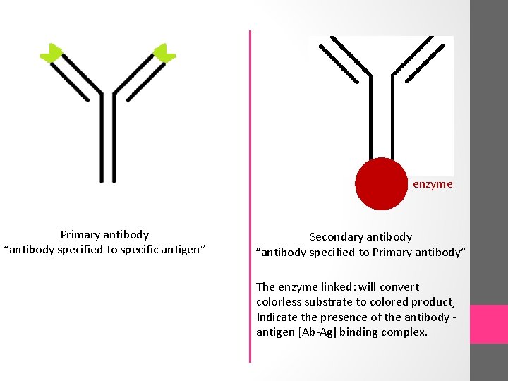 enzyme Primary antibody “antibody specified to specific antigen” Secondary antibody “antibody specified to Primary