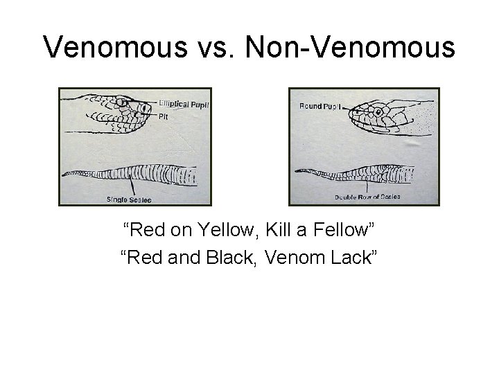 Venomous vs. Non-Venomous “Red on Yellow, Kill a Fellow” “Red and Black, Venom Lack”