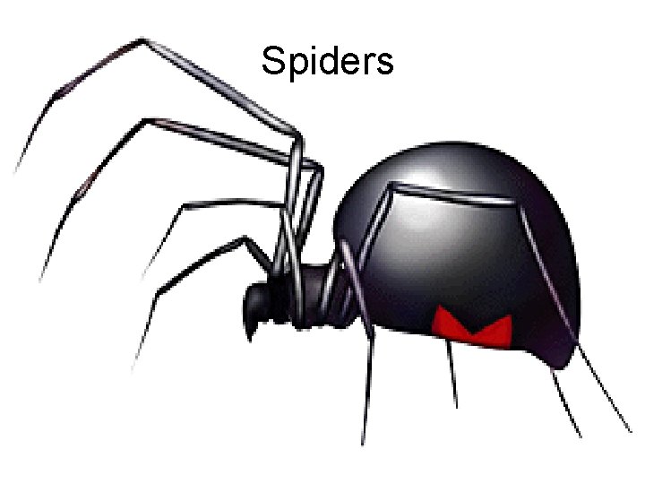 Spiders 