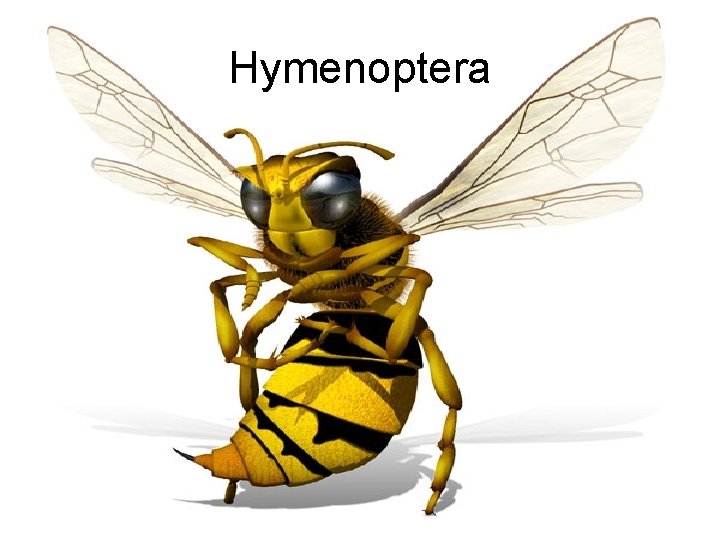 Hymenoptera 