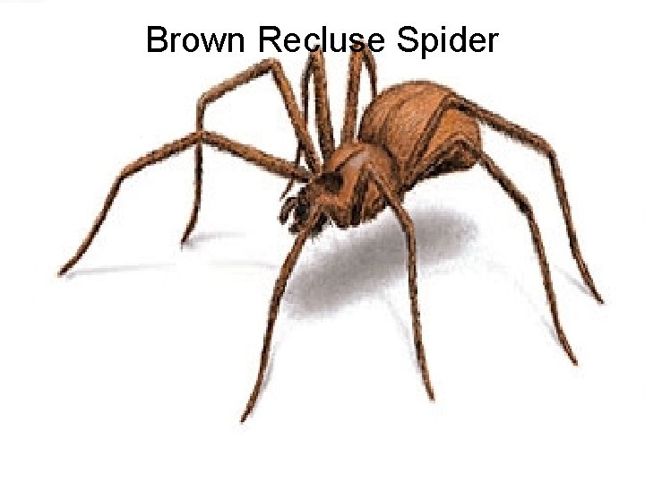 Brown Recluse Spider 