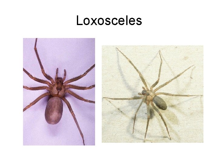 Loxosceles 