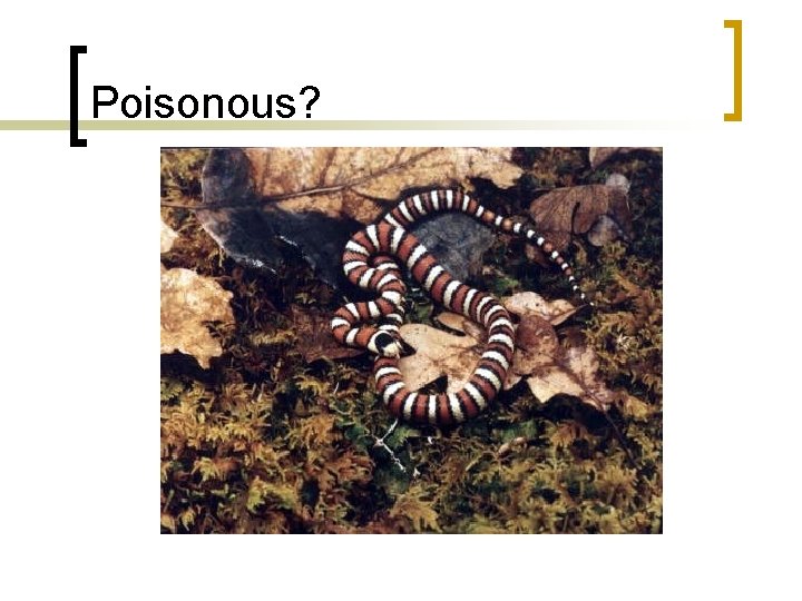 Poisonous? 