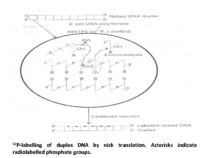 32 P-labelling of duplex DNA by nick translation. Asterisks indicate radiolabelled phosphate groups. 