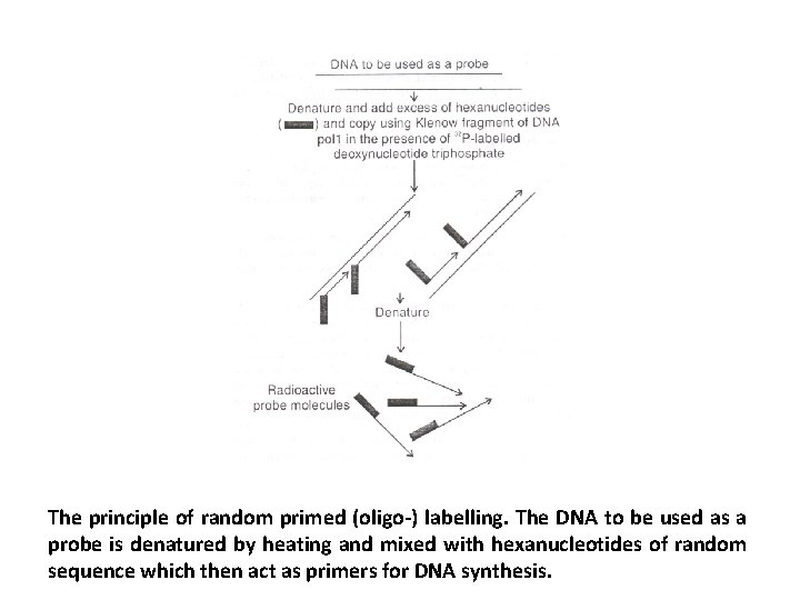 The principle of random primed (oligo-) labelling. The DNA to be used as a