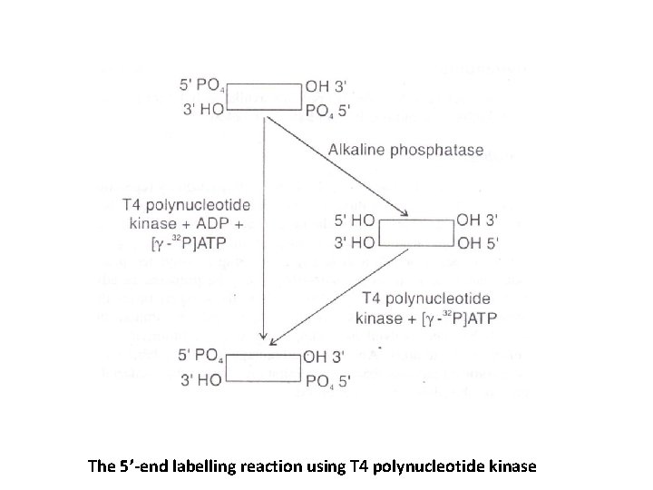 The 5’-end labelling reaction using T 4 polynucleotide kinase 