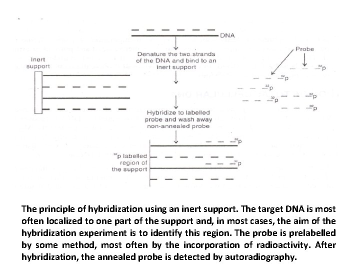 The principle of hybridization using an inert support. The target DNA is most often