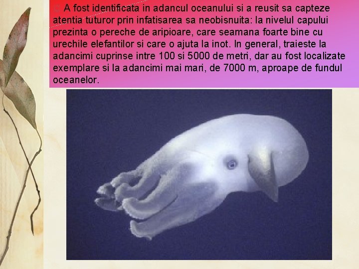 ☼ A fost identificata in adancul oceanului si a reusit sa capteze atentia tuturor