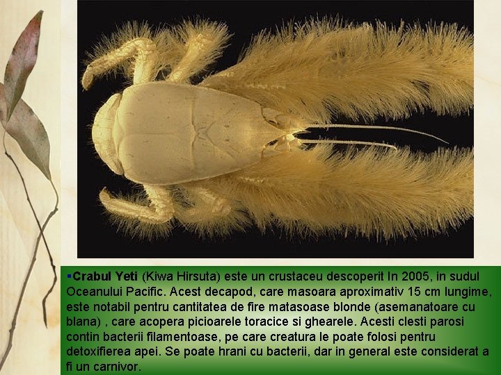 §Crabul Yeti (Kiwa Hirsuta) este un crustaceu descoperit In 2005, in sudul Oceanului Pacific.