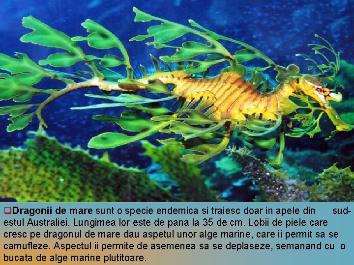 q. Dragonii de mare sunt o specie endemica si traiesc doar in apele din