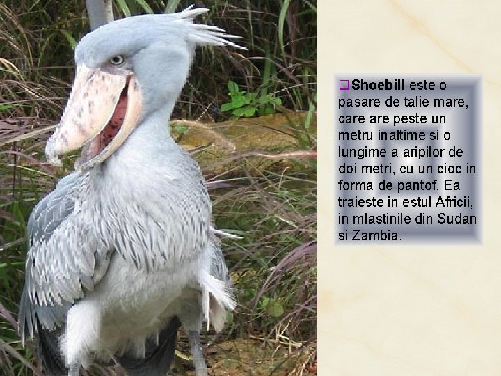 q. Shoebill este o pasare de talie mare, care peste un metru inaltime si