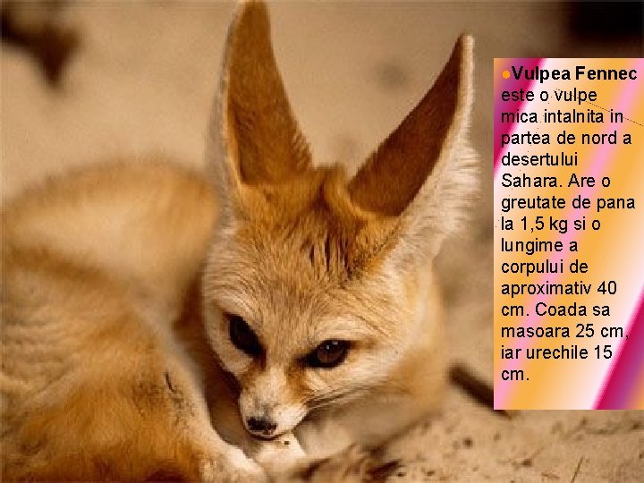 ●Vulpea Fennec este o vulpe mica intalnita in partea de nord a desertului Sahara.