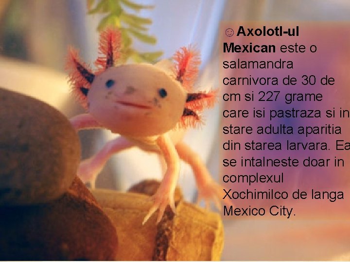 ☺Axolotl-ul Mexican este o salamandra carnivora de 30 de cm si 227 grame care