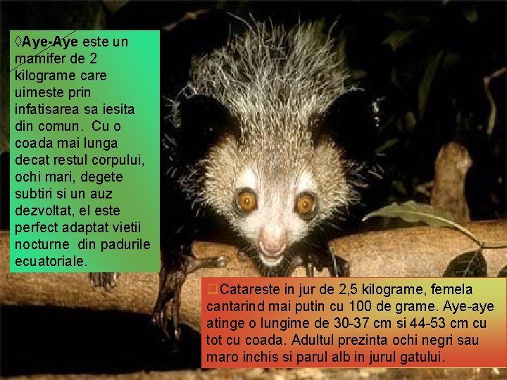 ◊Aye-Aye este un mamifer de 2 kilograme care uimeste prin infatisarea sa iesita din