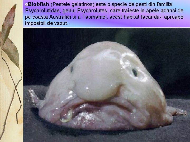 o. Blobfish (Pestele gelatinos) este o specie de pesti din familia Psychrolutidae, genul Psychrolutes,