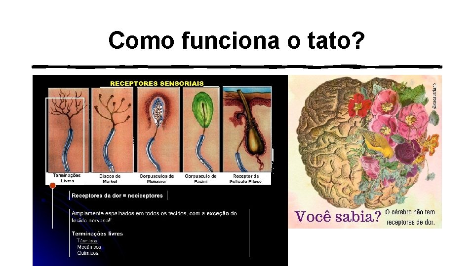 Como funciona o tato? 