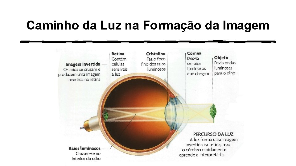 Caminho da Luz na Formação da Imagem 