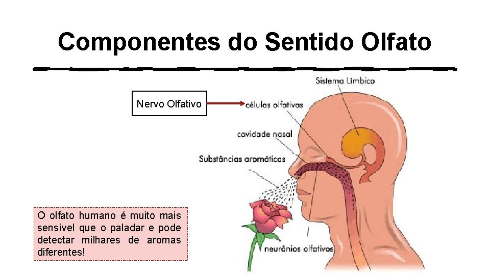 Componentes do Sentido Olfato Nervo Olfativo O olfato humano é muito mais sensível que