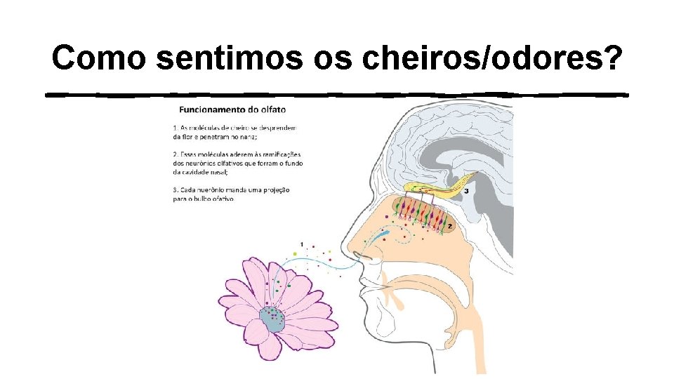 Como sentimos os cheiros/odores? 